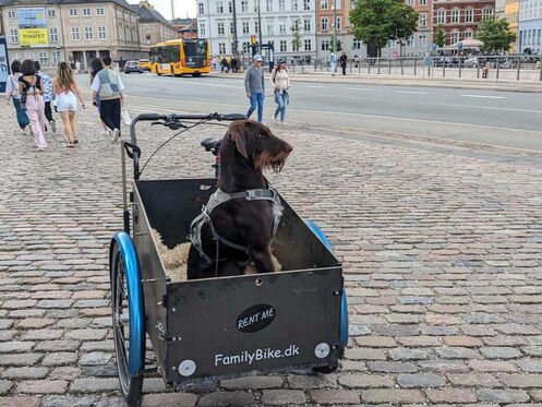Vélo cargo pour chien